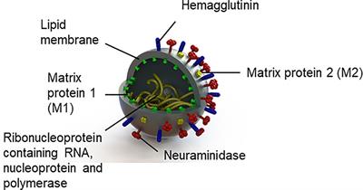 Schizophrenia and Influenza at the Centenary of the 1918-1919 Spanish Influenza Pandemic: Mechanisms of Psychosis Risk